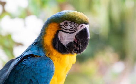 Foto de Hermoso guacamayo azul y amarillo en la selva tropical - Imagen libre de derechos