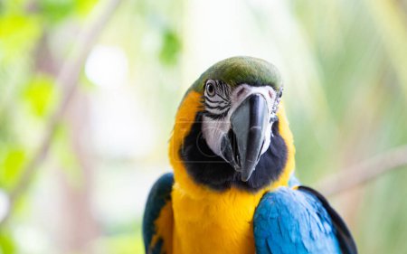 Photo for Beautiful Blue-and-Yellow Macaw in rainforest - Royalty Free Image