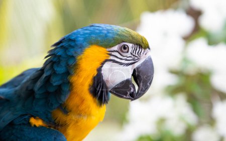 Téléchargez les photos : Magnifique Aras bleu et jaune dans la forêt tropicale - en image libre de droit