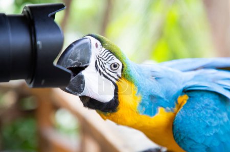 Téléchargez les photos : Magnifique Aras bleu et jaune dans la forêt tropicale - en image libre de droit