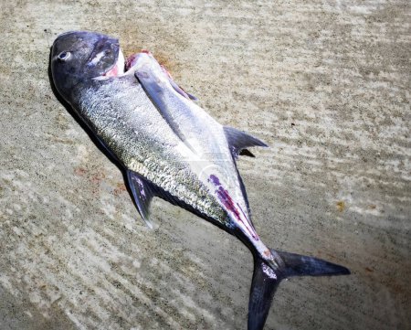 Photo for Dead tuna on a grey background - Royalty Free Image