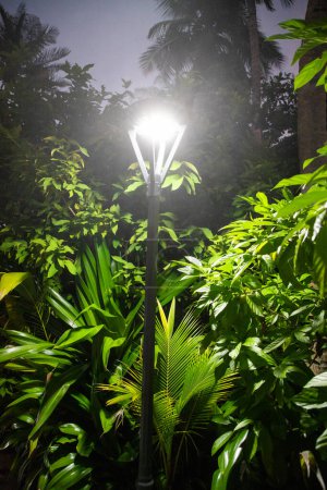 Téléchargez les photos : Plantes tropicales vert foncé la nuit - en image libre de droit
