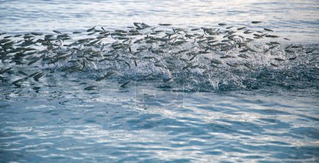 Téléchargez les photos : Banque de poissons sautant dans la mer - en image libre de droit