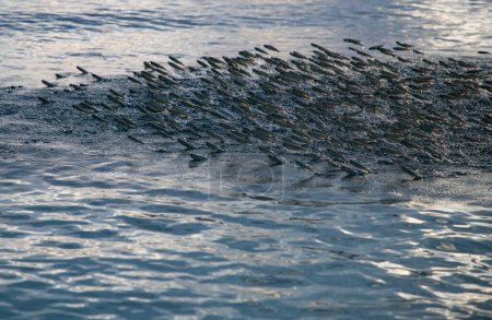 Foto de Banco de peces saltando en el mar - Imagen libre de derechos