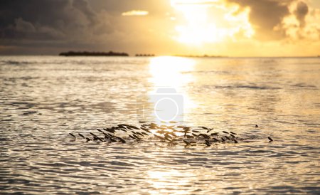 Foto de Banco de peces saltando en el mar - Imagen libre de derechos
