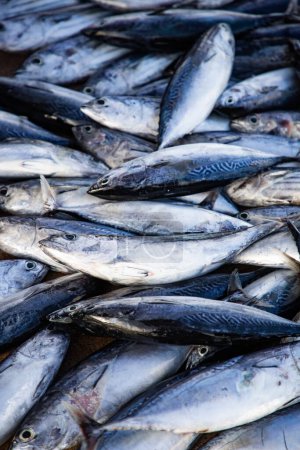 Foto de Puesta plana de pescado fresco en el mercado - Imagen libre de derechos