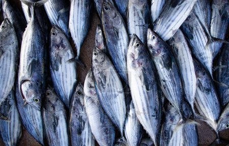Photo for Flat lay of fresh fish on the market - Royalty Free Image