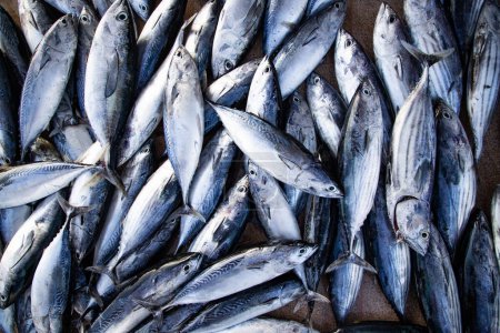 Téléchargez les photos : Pose plate de poisson frais sur le marché - en image libre de droit
