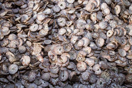 Photo for Betel nut or Dried Supari Chips - Royalty Free Image