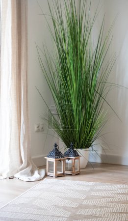 Photo for Green plant in living room - Royalty Free Image