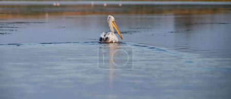 Foto de Pelícanos en el lago al atardecer - Imagen libre de derechos