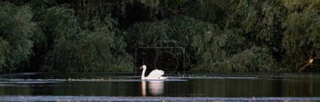 Photo for Beautiful white swan on the lake - Royalty Free Image