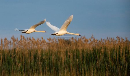 Téléchargez les photos : Beau cygne blanc sur le lac - en image libre de droit