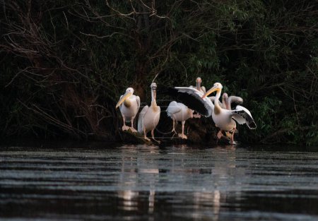 Foto de Pelícanos en el lago al atardecer - Imagen libre de derechos