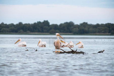 Téléchargez les photos : Pélicans sur le lac au coucher du soleil - en image libre de droit