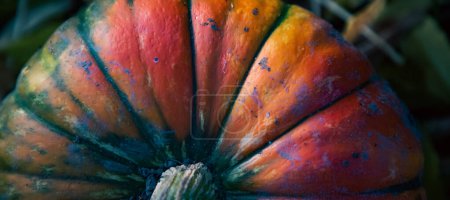 Photo for Red pumpkin close up in autumn Thanksgiving card - Royalty Free Image