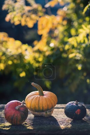 Photo for Pumpkins in autumn Thanksgiving card - Royalty Free Image