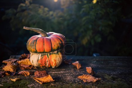 Photo for Pumpkins in autumn Thanksgiving card - Royalty Free Image