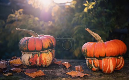 Téléchargez les photos : Citrouilles en automne Carte de Thanksgiving - en image libre de droit