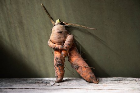Téléchargez les photos : Drôle de carotte humaine sur vert foncé - en image libre de droit