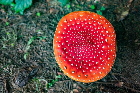 Téléchargez les photos : Champignon rouge dans la forêt d'automne - en image libre de droit