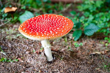 Photo for Red mushroom in autumn forest - Royalty Free Image