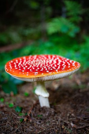 Téléchargez les photos : Champignon rouge dans la forêt d'automne - en image libre de droit