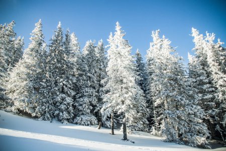 Téléchargez les photos : Paysage hivernal incroyable avec des sapins neigeux dans les montagnes - en image libre de droit