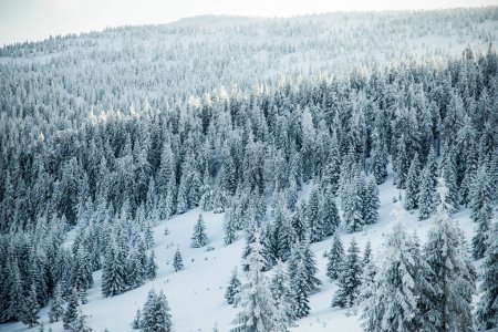 Photo for Amazing winter landscape with snowy fir trees in the mountains - Royalty Free Image