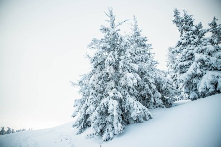Téléchargez les photos : Paysage hivernal incroyable avec des sapins neigeux dans les montagnes - en image libre de droit