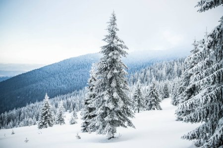 Foto de Increíble paisaje de invierno con abetos nevados en las montañas - Imagen libre de derechos