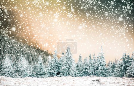Téléchargez les photos : Pins couverts de neige fond d'hiver incroyable - en image libre de droit