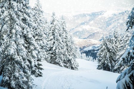 Foto de Increíble paisaje de invierno con abetos nevados en las montañas - Imagen libre de derechos