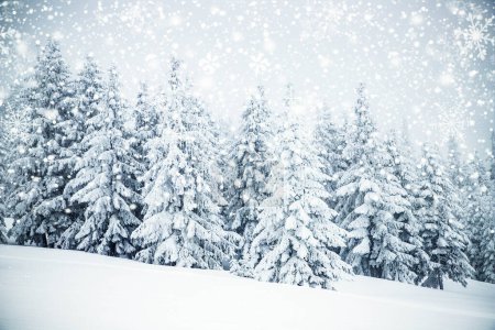 Téléchargez les photos : Paysage hivernal gelé magique avec sapins couverts de neige - en image libre de droit
