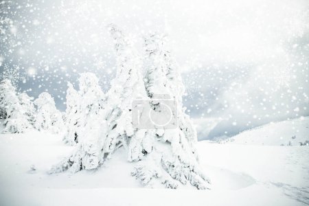 Foto de Mágico paisaje de invierno congelado con abetos cubiertos de nieve - Imagen libre de derechos