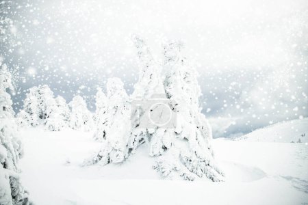 Foto de Mágico paisaje de invierno congelado con abetos cubiertos de nieve - Imagen libre de derechos