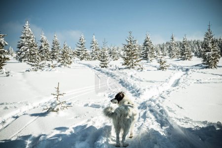 Téléchargez les photos : Heureux chien blanc dans la grande neige en hiver - en image libre de droit