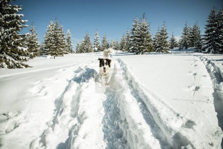 Téléchargez les photos : Heureux chien blanc dans la grande neige en hiver - en image libre de droit