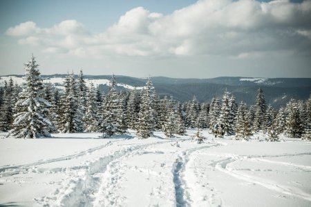 Foto de Hermoso paisaje de invierno con abetos nevados - Imagen libre de derechos