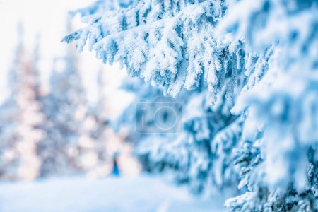 Téléchargez les photos : Pins couverts de neige fond d'hiver incroyable - en image libre de droit