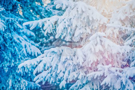 Photo for Snow covered pine trees amazing winter background - Royalty Free Image