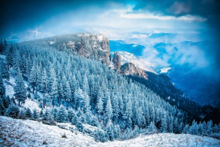 Foto de Nieve cubierto pinos increíble invierno fondo - Imagen libre de derechos