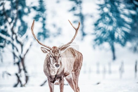 Foto de Noble ciervo macho en invierno nieve - Imagen libre de derechos