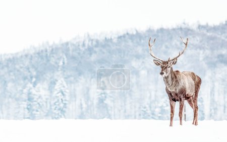 Foto de Noble ciervo macho en invierno nieve - Imagen libre de derechos