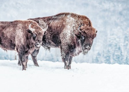 Foto de Bisonte europeo (Bison bonasus) en hábitat natural en invierno - Imagen libre de derechos