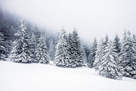 Foto de Abetos cubiertos de nieve mágico fondo de Navidad - Imagen libre de derechos