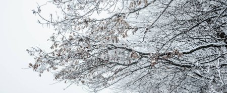 Foto de Árboles cubiertos de heladas en invierno - Imagen libre de derechos