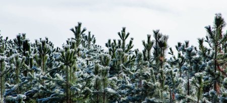 Foto de Increíble paisaje de invierno con niebla y árboles helados en Rimetea Rumania - Imagen libre de derechos