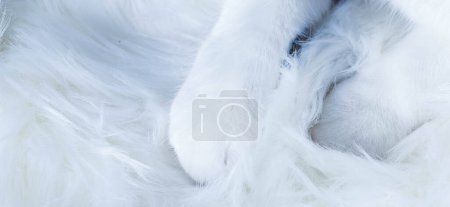 Photo for Cute little cat sleeping on fluffy white  hygge concept - Royalty Free Image