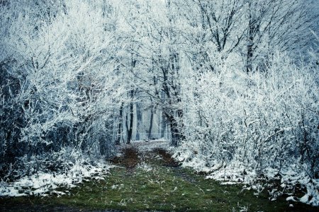 Photo for Frost covered trees in winter - Royalty Free Image